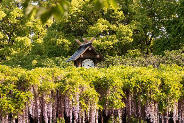 玉敷神社の藤の花