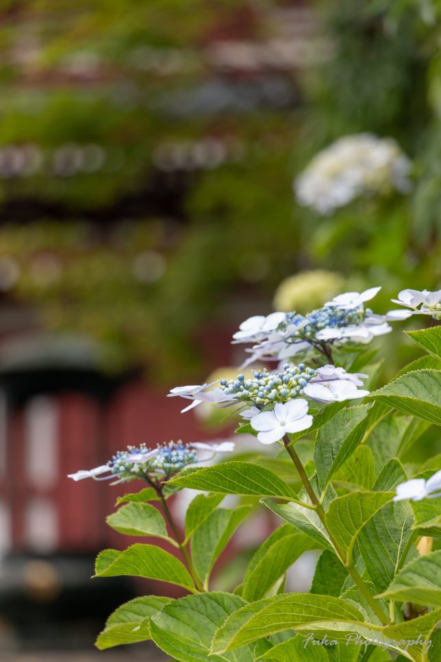 本土寺 五重塔と紫陽花