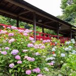 本土寺 紫陽花