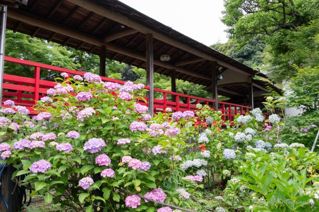 本土寺 紫陽花