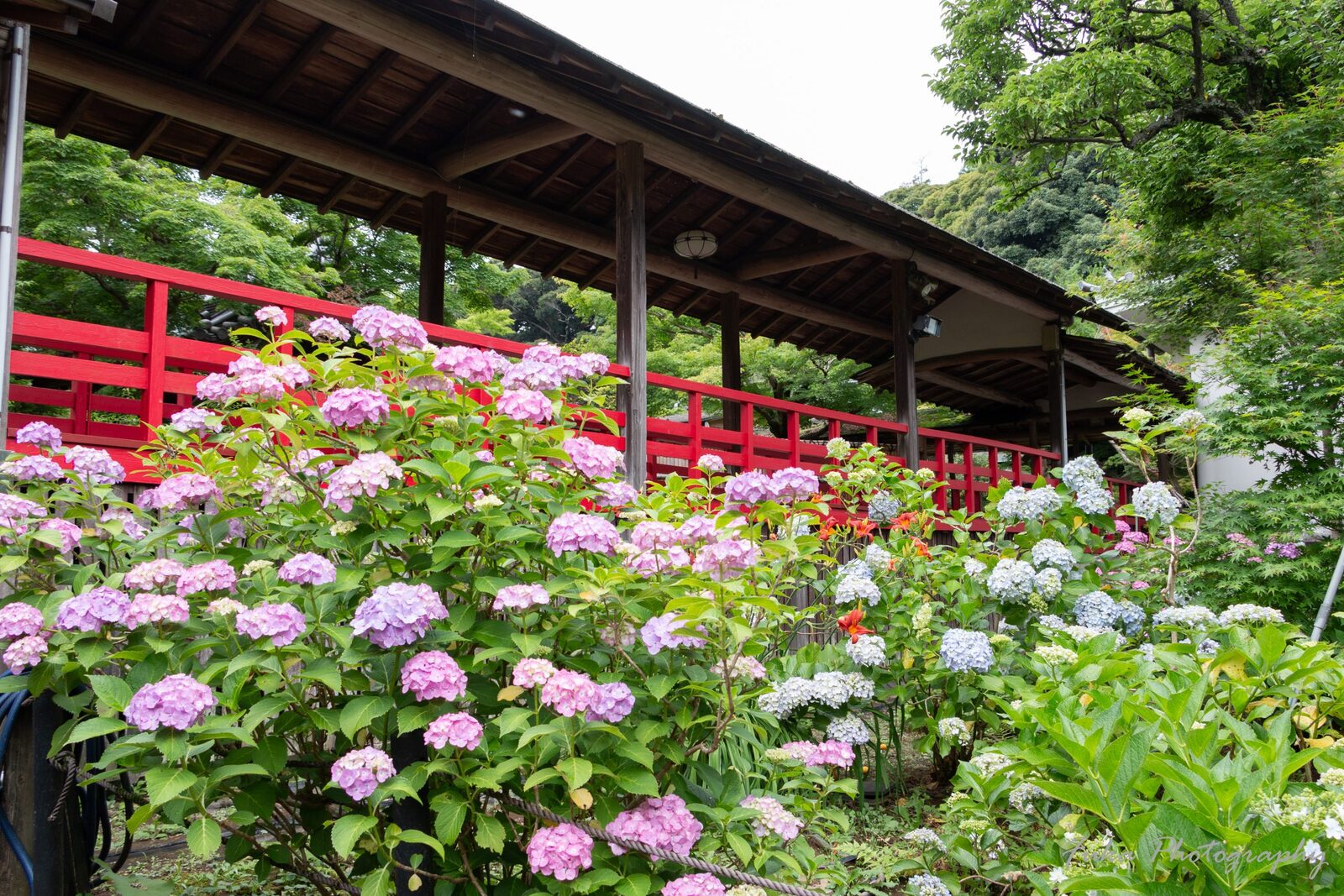 本土寺 紫陽花