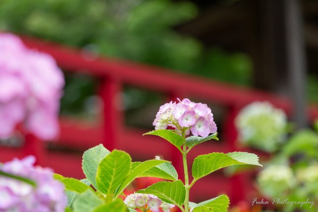 本土寺 紫陽花