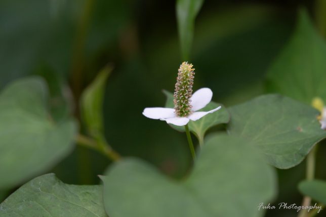 本土寺 どくだみの花
