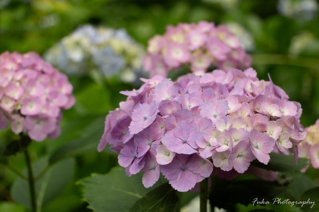 本土寺 紫陽花