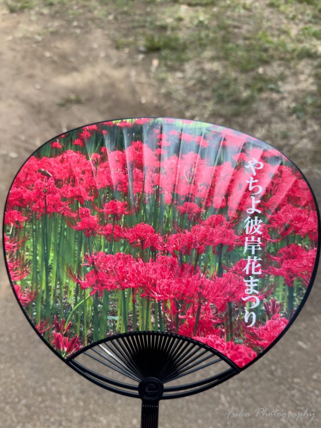 やちよ彼岸花まつり うちわ