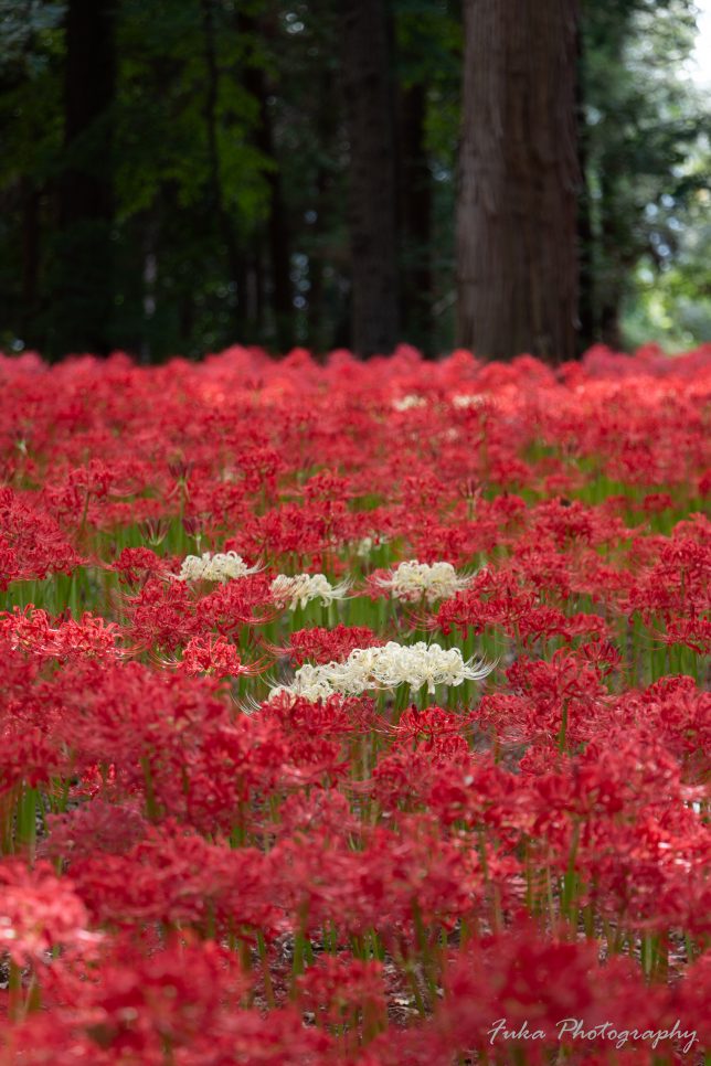 やちよ彼岸花まつり 彼岸花