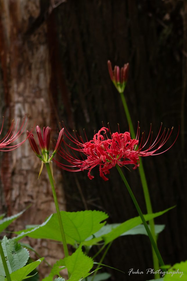 やちよ彼岸花まつり 彼岸花