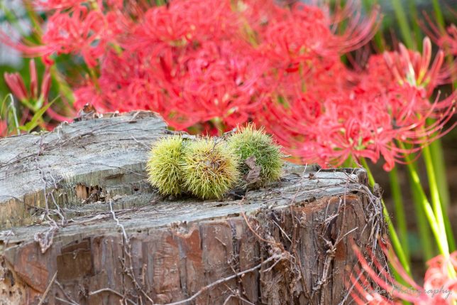 やちよ彼岸花まつり 彼岸花といがぐり
