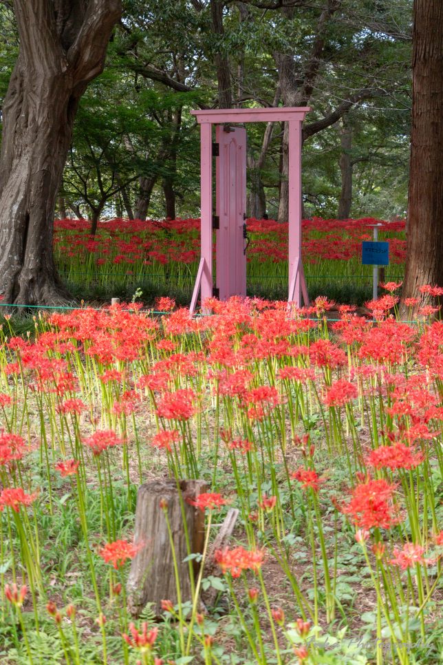 やちよ彼岸花まつり 彼岸花とピンクのドア