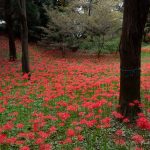 やちよ彼岸花まつり 彼岸花