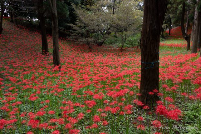 やちよ彼岸花まつり 彼岸花