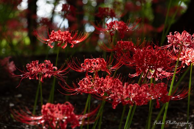 やちよ彼岸花まつり 彼岸花