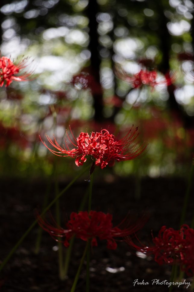 やちよ彼岸花まつり 彼岸花