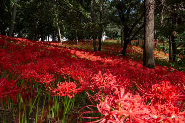 やちよ彼岸花まつり 彼岸花