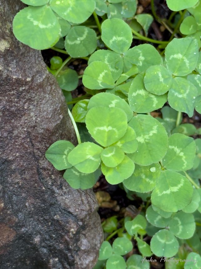 日光二荒山神社 5つ葉のクローバー