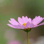 江戸川松戸フラワーライン コスモス 20250930