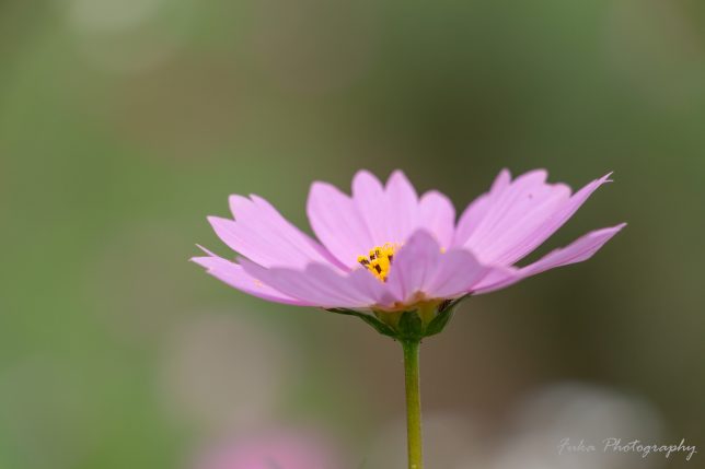 江戸川松戸フラワーライン コスモス 20250930