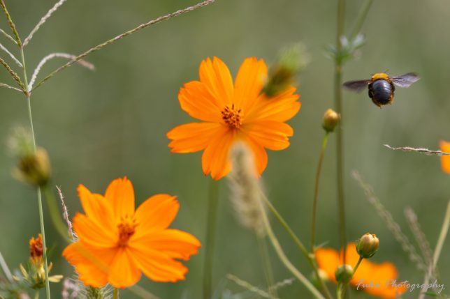 江戸川松戸フラワーライン キバナコスモスとクマンバチ 20250930