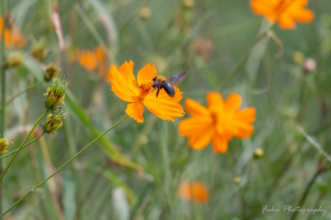 江戸川松戸フラワーライン キバナコスモスとクマンバチ 20250930