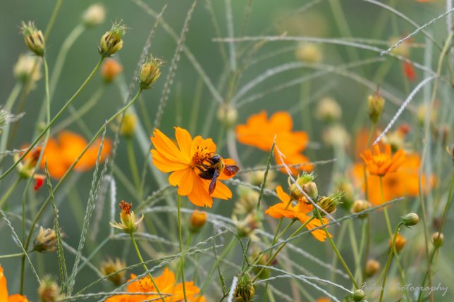 江戸川松戸フラワーライン キバナコスモスとクマンバチ 20250930
