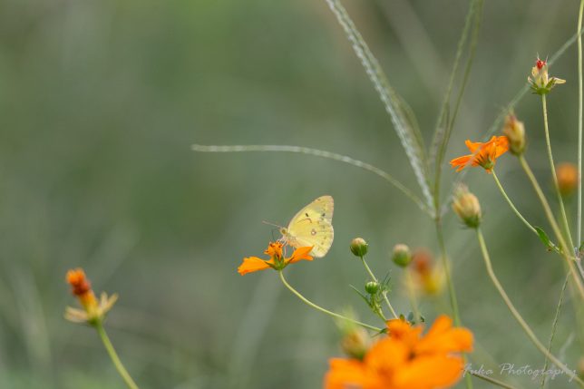 江戸川松戸フラワーライン キバナコスモスとモンキチョウ 20250930