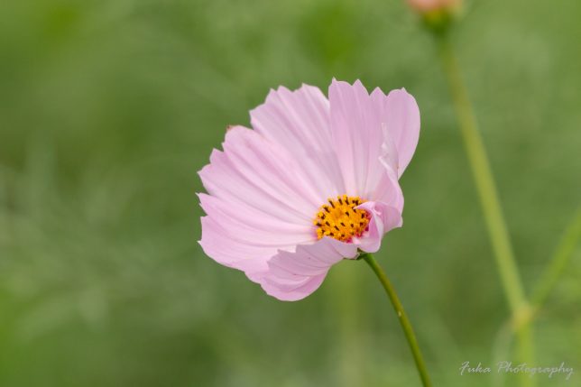 江戸川松戸フラワーライン コスモス 20250930