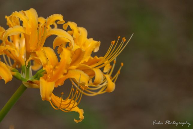 祖光院 オレンジ彼岸花 20250930