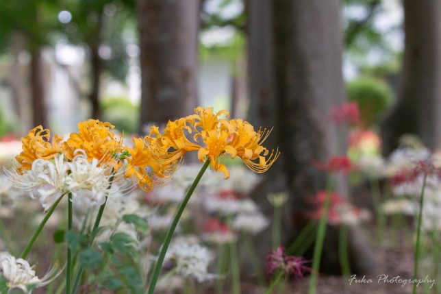 祖光院 オレンジ彼岸花 20250930