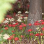 祖光院 彼岸花 20250930