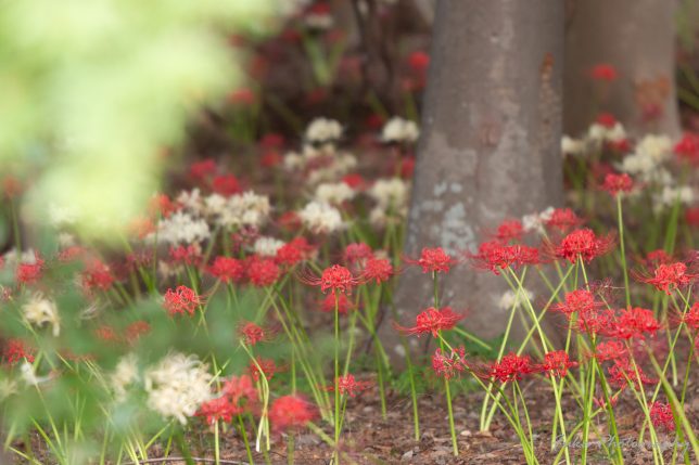 祖光院 彼岸花 20250930