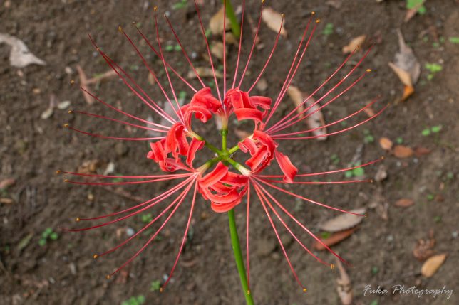 祖光院 彼岸花 20250930