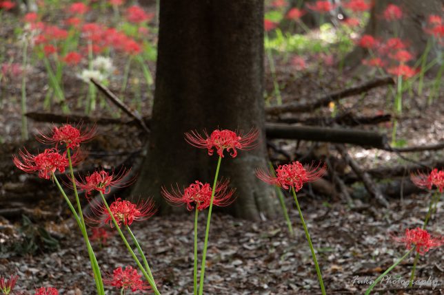 祖光院 彼岸花 20250930