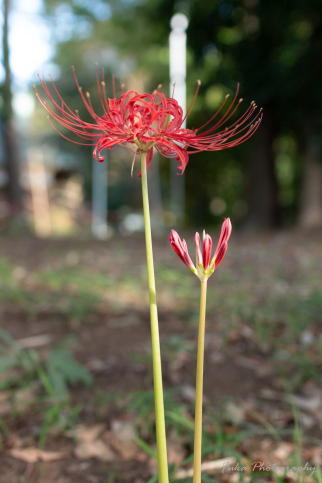 祖光院 彼岸花 20250930