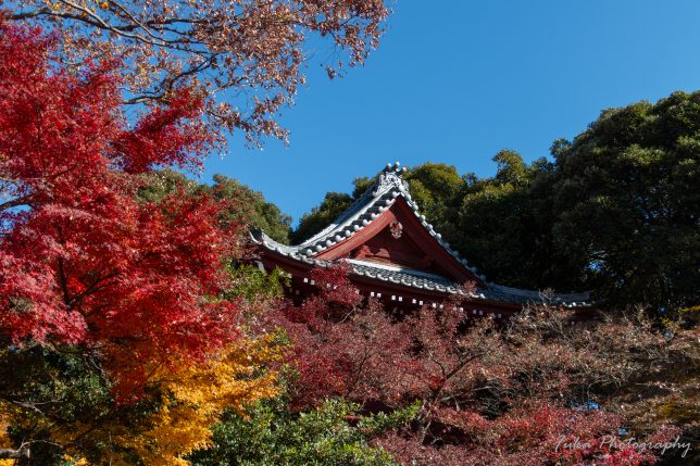 本土寺 紅葉 仁王門