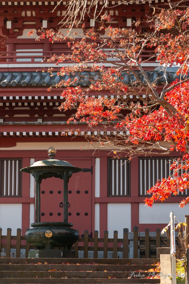 本土寺 紅葉 五重塔