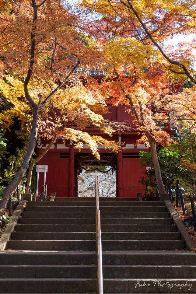 本土寺 紅葉 仁王門