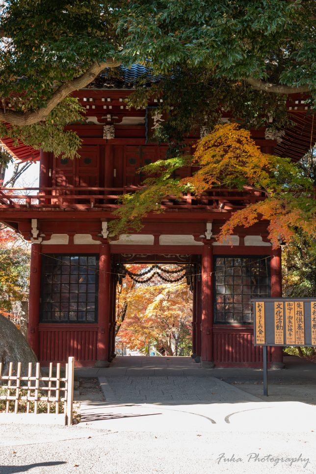 本土寺 紅葉 仁王門