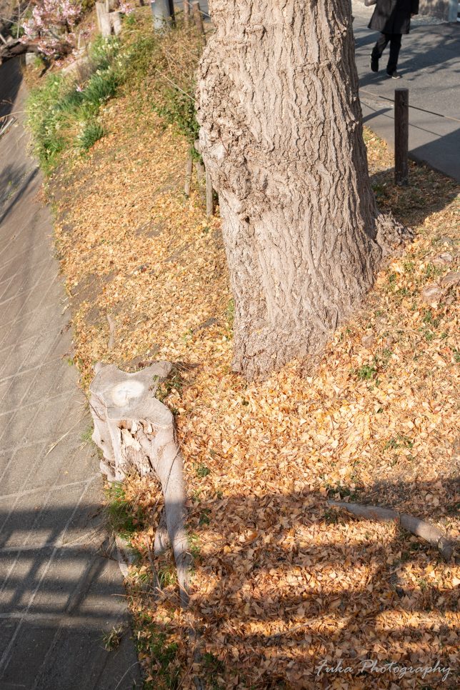 坂川 イチョウの落ち葉