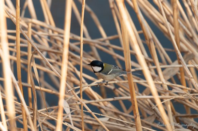 坂川 シジュウカラ