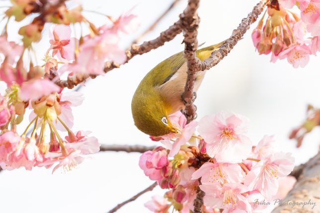 坂川 河津桜とメジロ