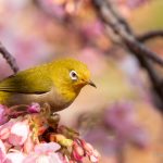 坂川 河津桜とメジロ