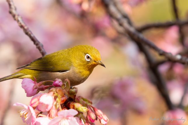 坂川 河津桜とメジロ
