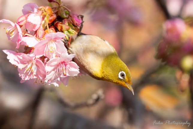 坂川 河津桜とメジロ