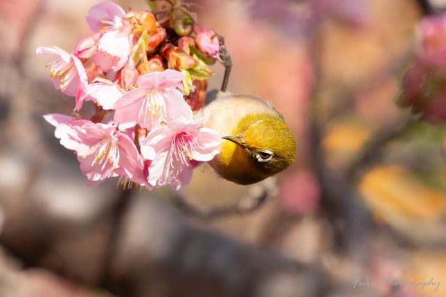坂川 河津桜とメジロ
