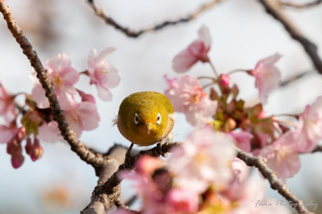 坂川 河津桜とメジロ