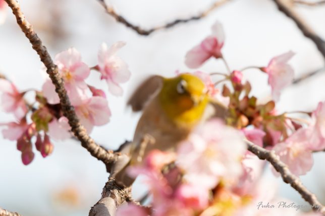 坂川 河津桜とメジロ