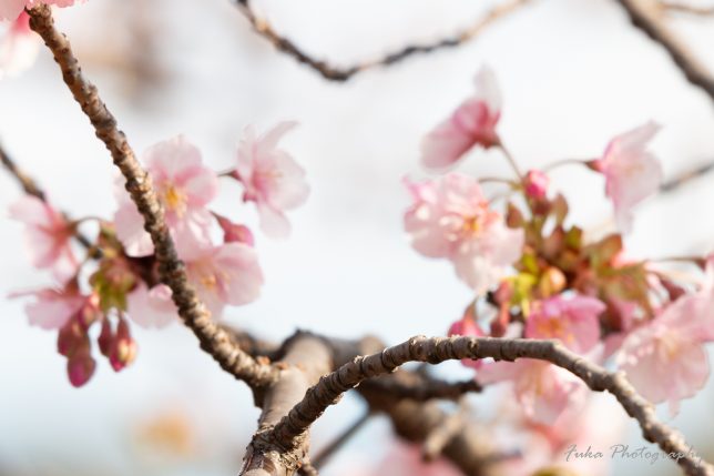 坂川 河津桜とメジロ?