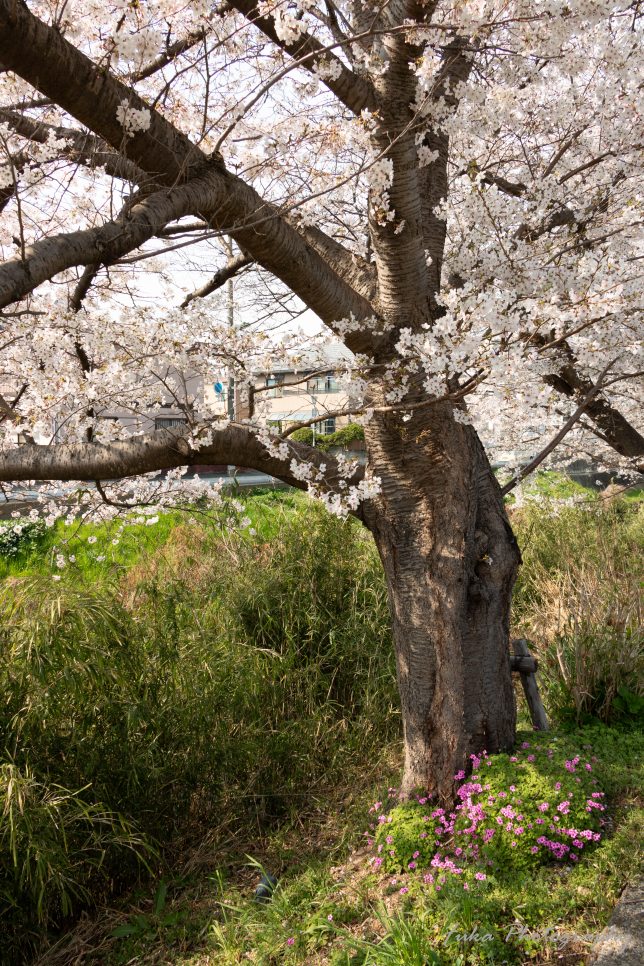 新坂川緑道（桜並木）