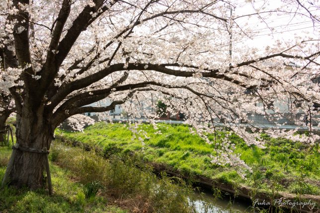 新坂川緑道（桜並木）