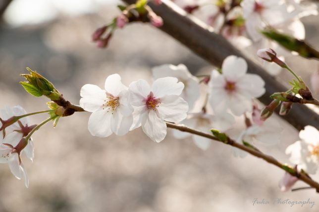 新坂川緑道（桜並木）